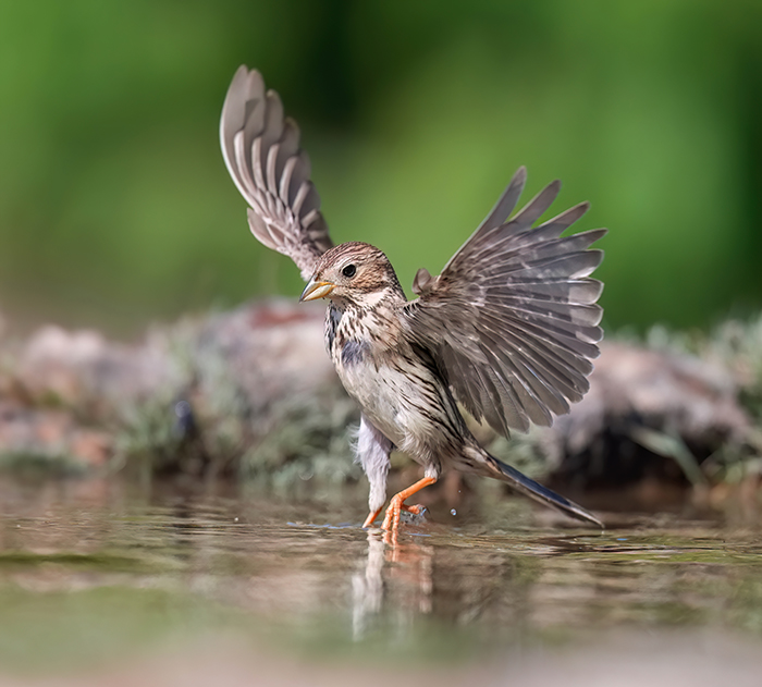 Vogelfotografie Spanien Extremadura