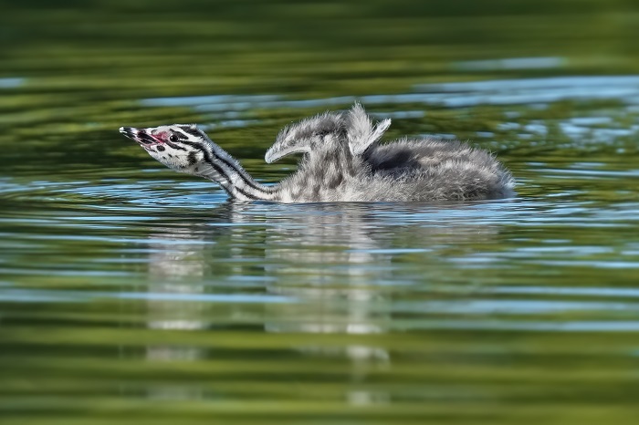 Vögel Schloßpark Nymphenbrug