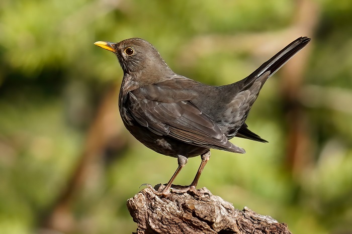 Amsel Weibchen