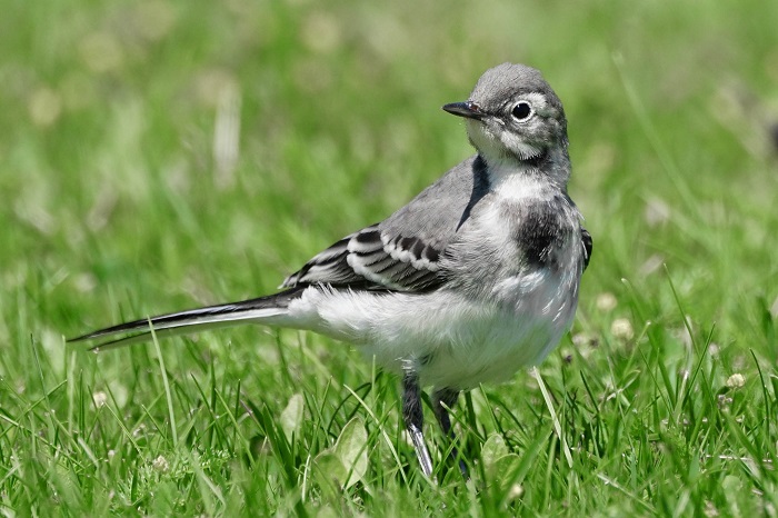 Bachstelze Jungvogel