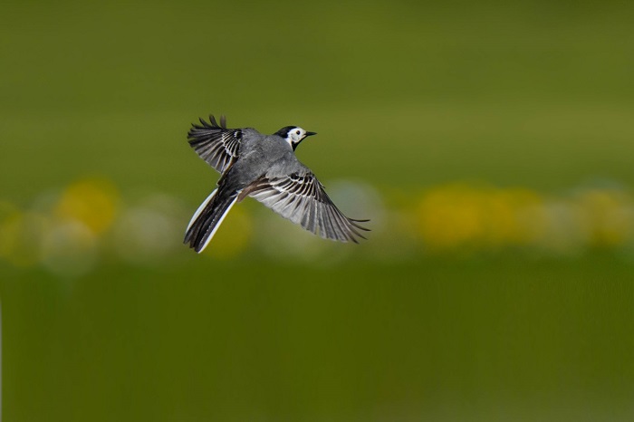 Vogelbeobachtung München