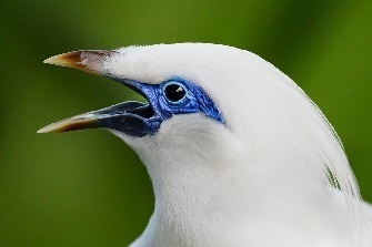 balistar - exotischer weisser vogel