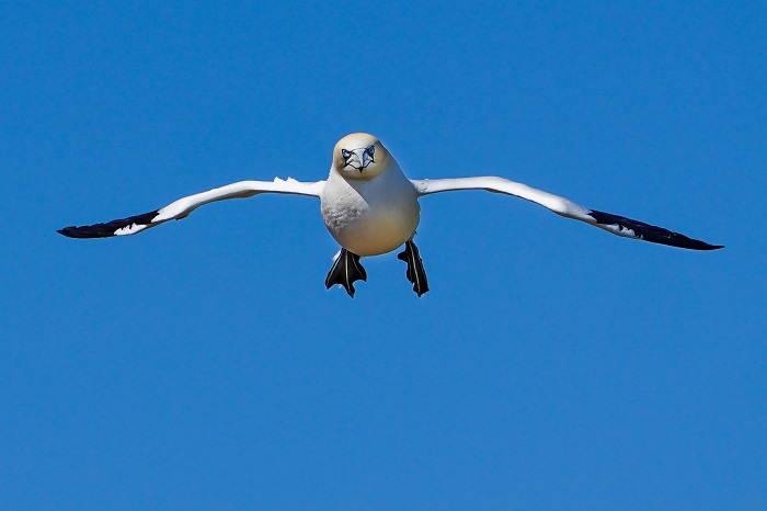 Basstölpel auf Helgoland