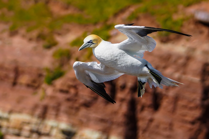 Basstölpel auf Helgoland fotografieren