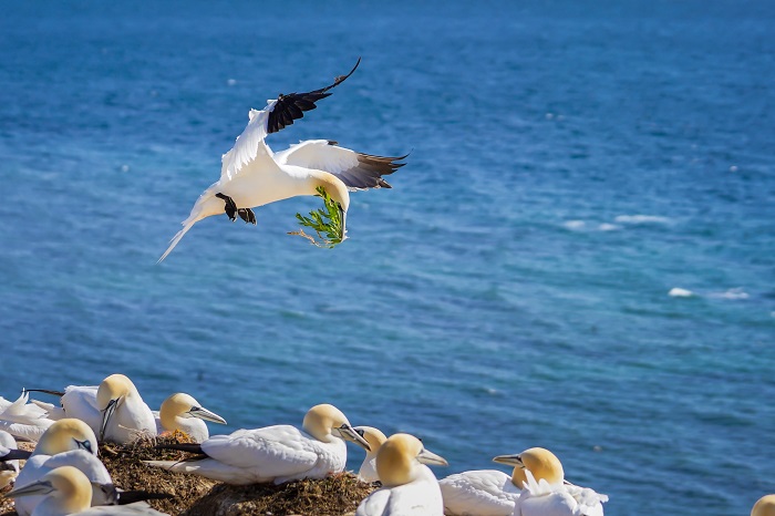 Basstölpel Fotos Helgoland