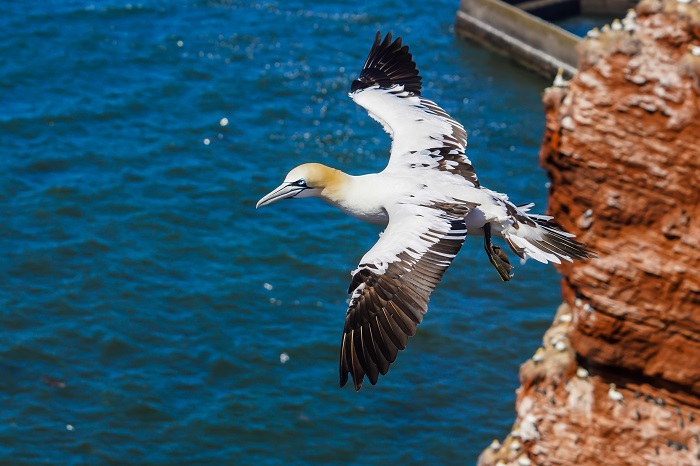 Fotoworkshop Helgoland