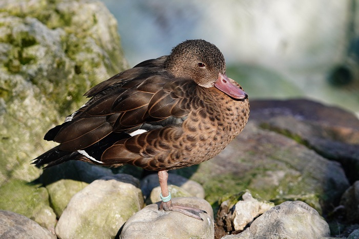 Südamerikanische Ente