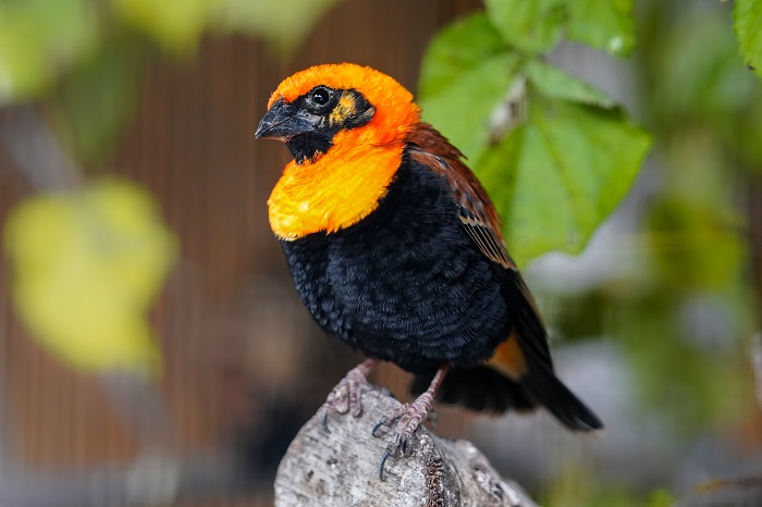 Bischofwebervogel