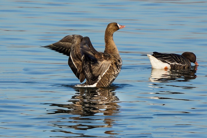 Blessgans Ismaninger Speichersee