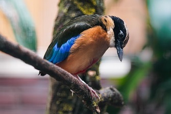 Blauflügelpitta