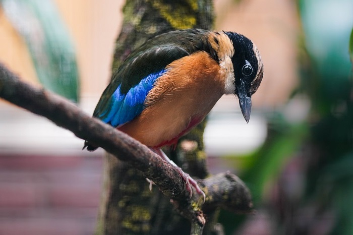 Blauflügelpitta
