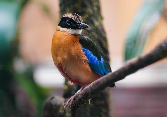 Vogelpark Walsrode