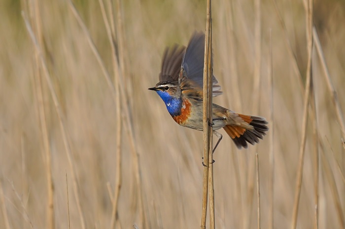 Blaukehlchen Nordsee