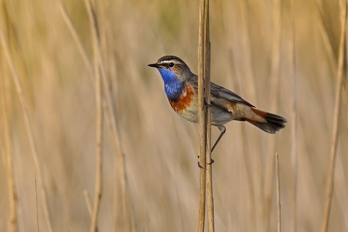 Blaukehlchen an der Nordsee