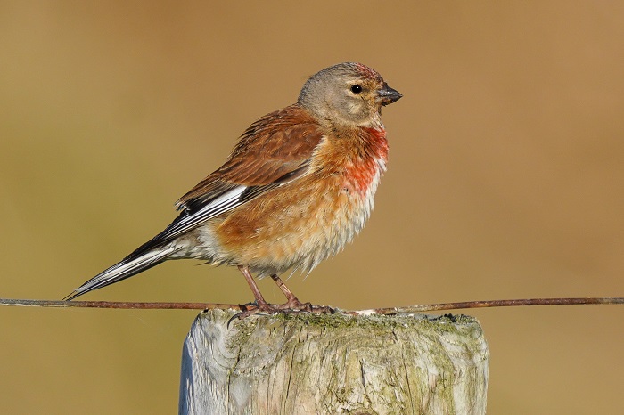 Nordsee Vögel