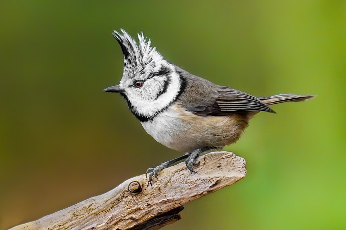 Botanischer Garten München Vögel