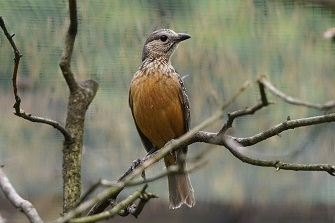 Braunbauchlaubenvogel