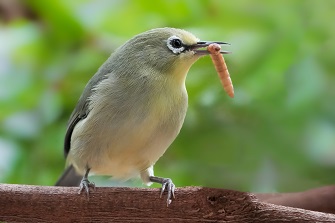 Brillenvogel