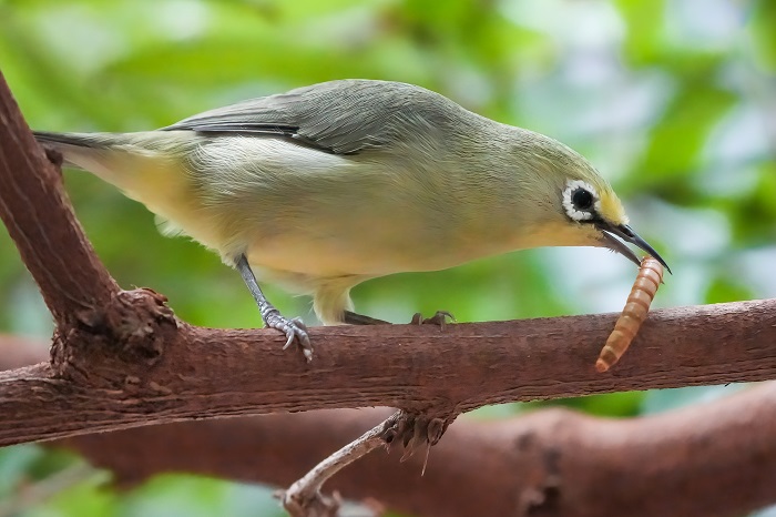 Brillenvogel