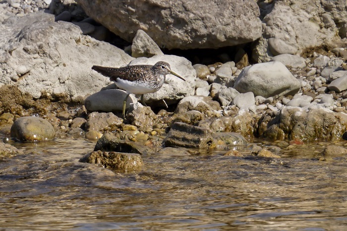 Bruchwasserläufer