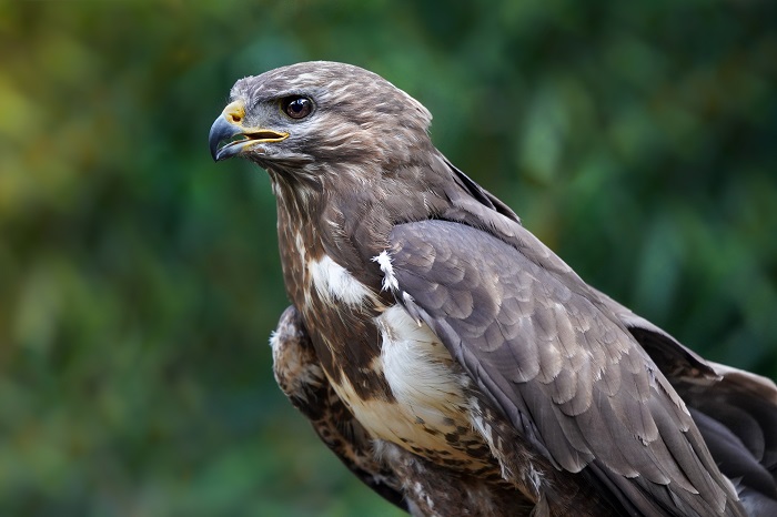 Mäusebussard Portrait