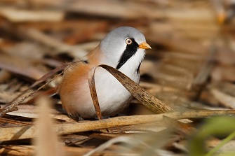 Vögel am Federsee