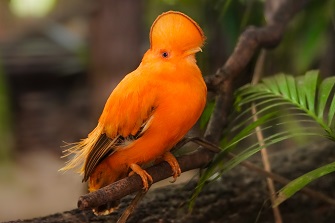 vogelpark walsrode