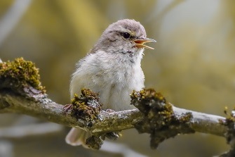 fitis kleiner singvoge