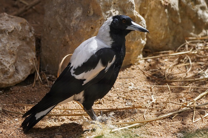 Flötenvogel