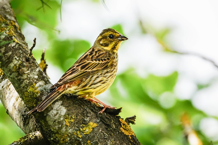 Vogelbeobachtung Fröttmaninger Heide