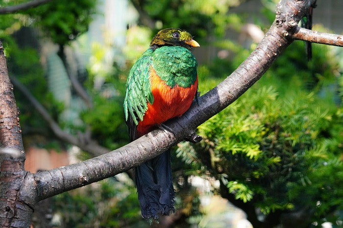 Goldkopf Trogon Vogelpark Walsrode