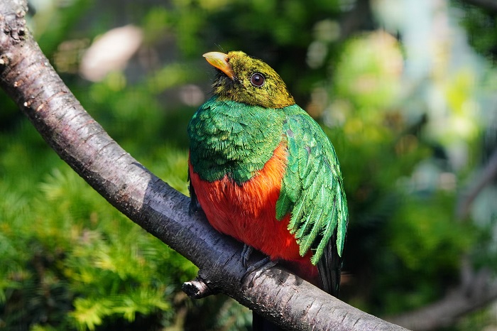 Goldkopf-Trogon