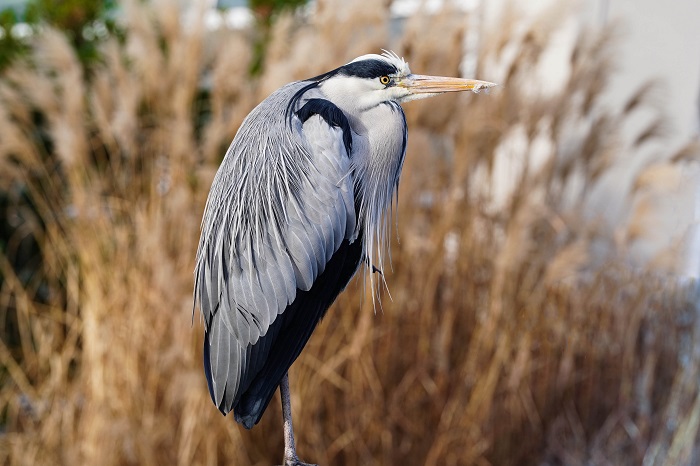 Vogelbeobachtung Gran Canaria