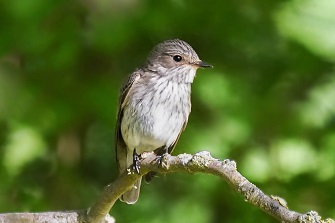 Grauschnäpper Grauer Fliegenschnäpper