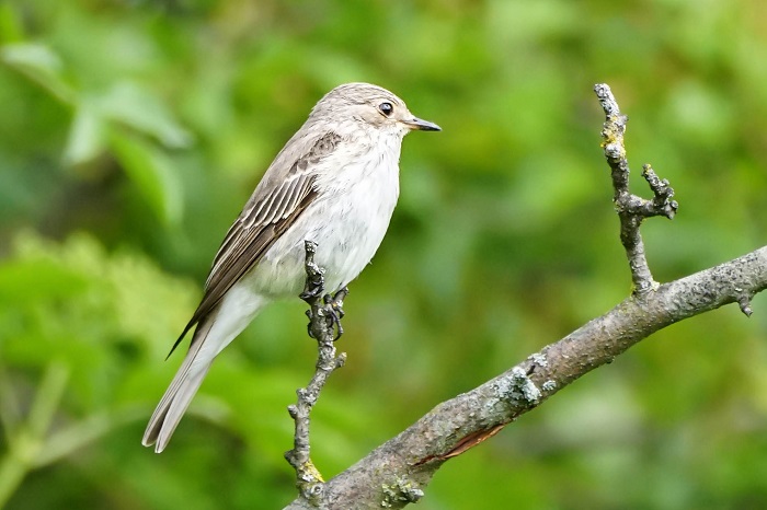 Grauschnäpper - Grauer Fliegenschnäpper