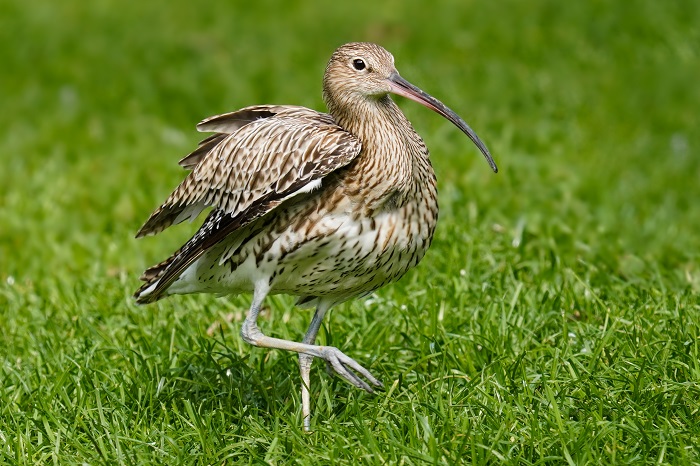 Großer Brachvogel