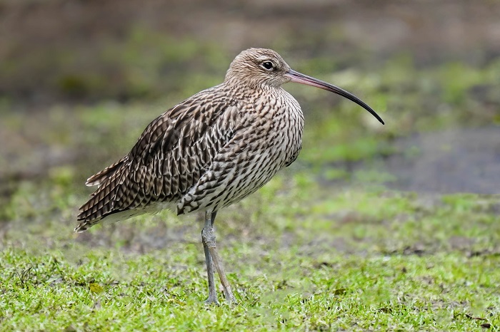 Großer Brachvogel