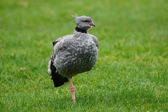 Halsbandwehrvogel