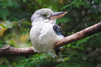 haubenliest eisvogel