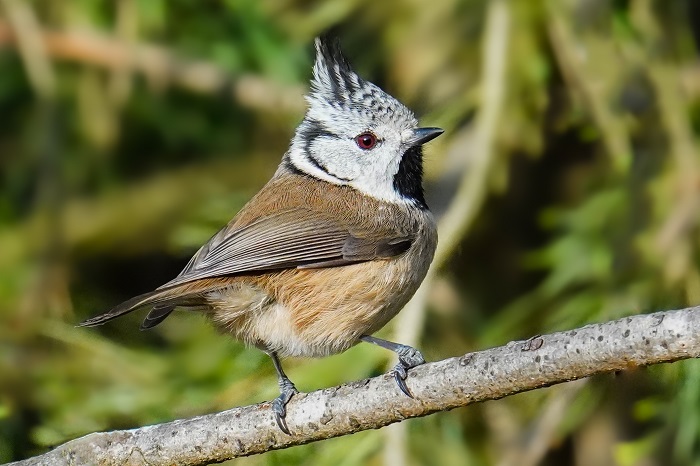 Haubenmeise Botanischer Garten München Vögel