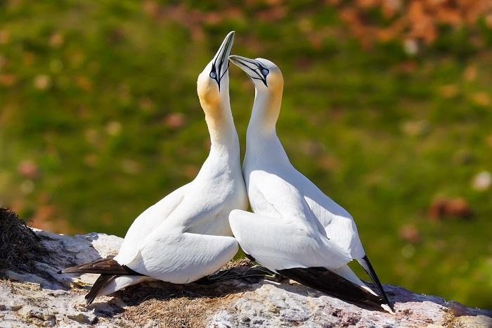 Vögel der Nordsee