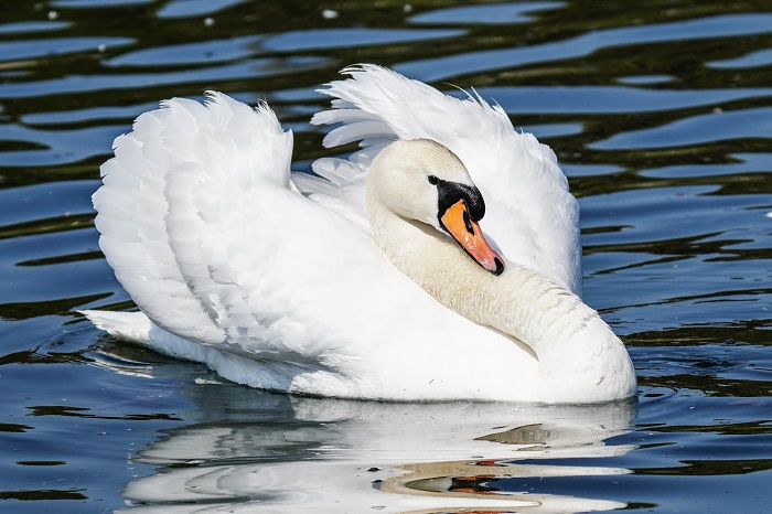 Höckerschwan