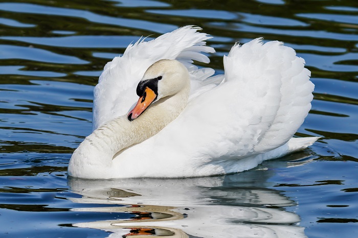 Höckerschwan