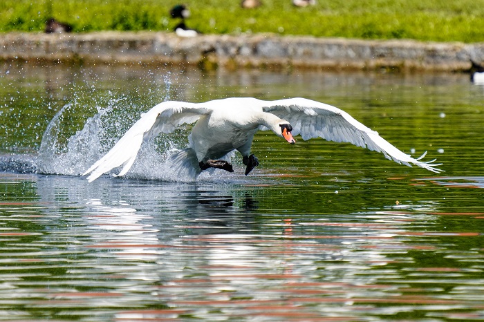 Höckerschwan