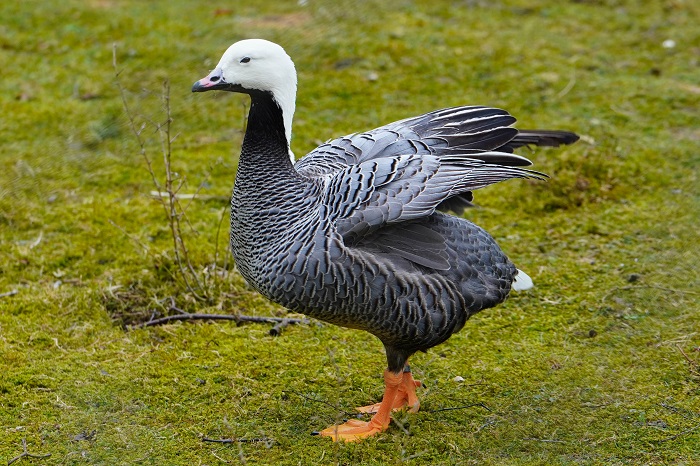 Kaisergans