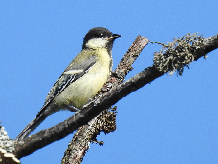 Kohlmeise Jungvogel
