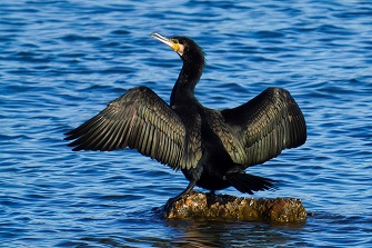 kormoran