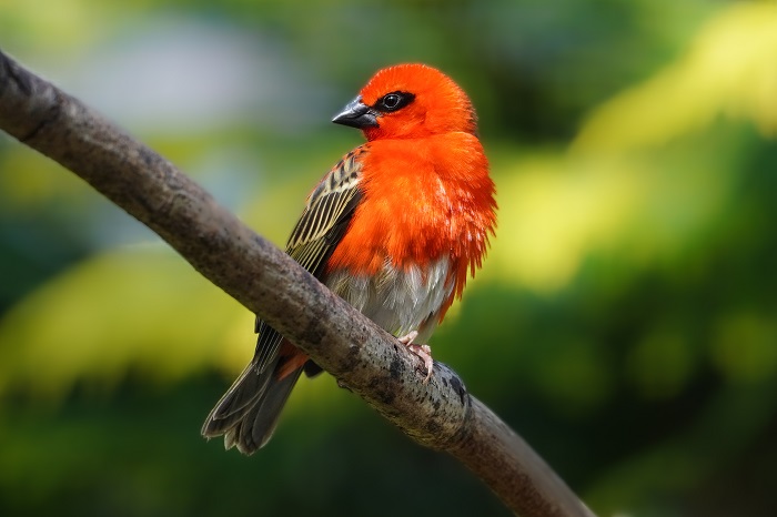 Madagaskar Webervogel 