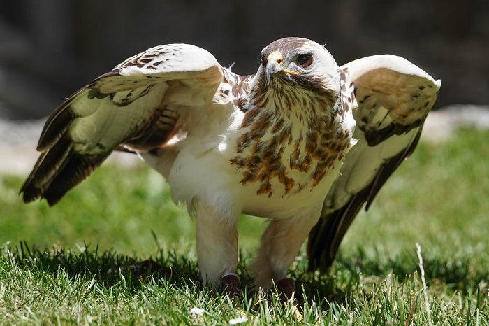 Bussard weiß