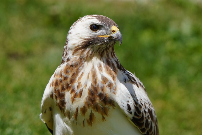 Mäusebussard weisse Morphe
